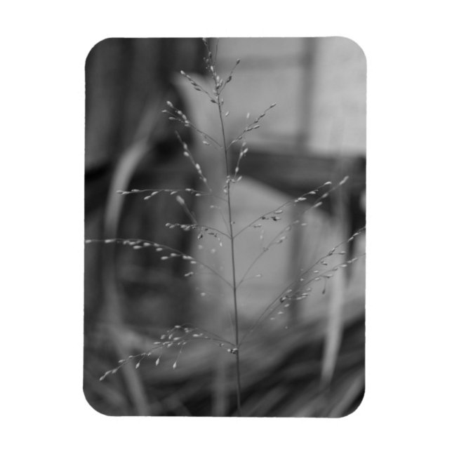 Deschampsia flexuosa magnet (Vertical)