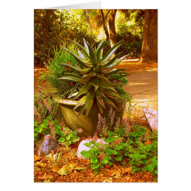 Desert beauty (Front)