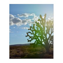 Desert Beauty