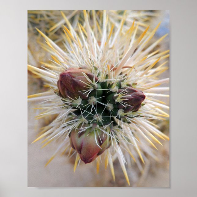 Desert Beauty Poster (Front)