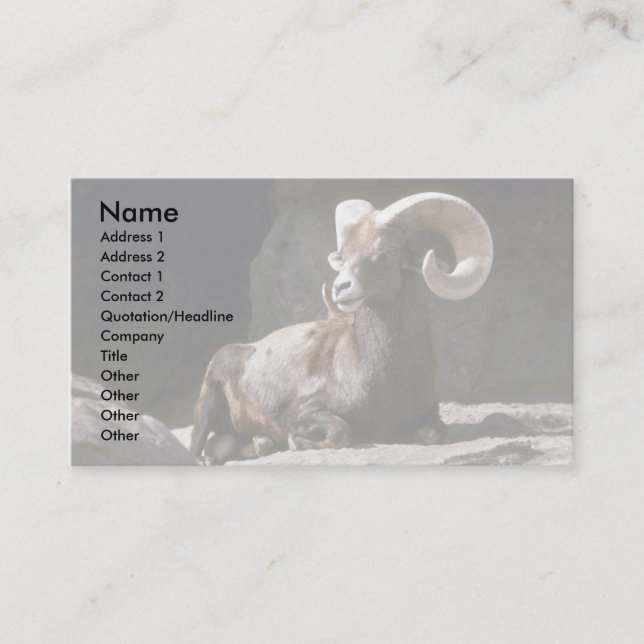 Desert bighorn sheep (Adult ram bedded down in sun Business Card (Front)