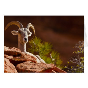 Desert Bighorn sheep (Ovis canadensis nelsoni).