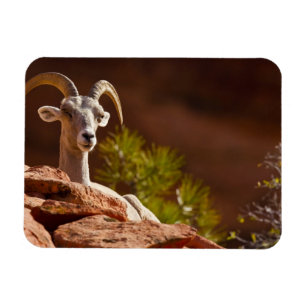 Desert Bighorn sheep (Ovis canadensis nelsoni). Magnet