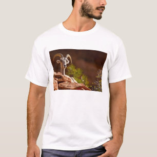 Desert Bighorn sheep (Ovis canadensis nelsoni). T-Shirt