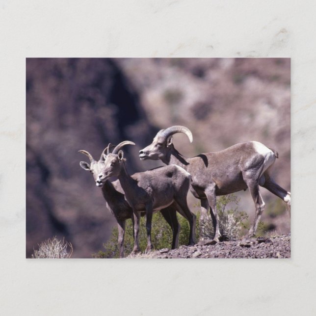 Desert bighorn sheep (Small group) Postcard (Front)