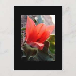 desert bloom postcard