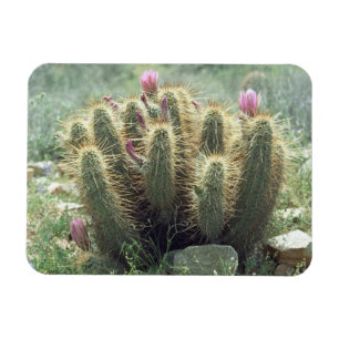 Desert Blooms Cactus Decorative Fridge Magnet