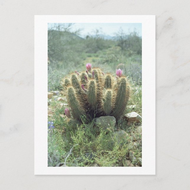 Desert Blooms Cactus Sonora Arizona Photo Postcard (Front)