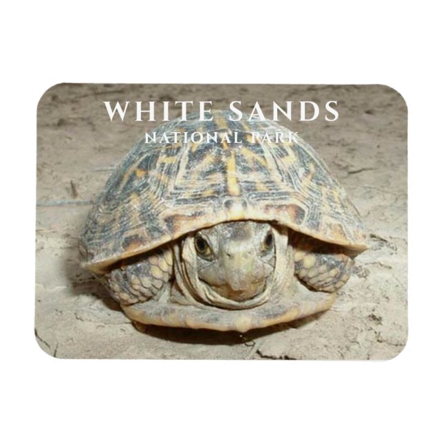  Desert Box Turtle White Sands National Park Magnet (Horizontal)