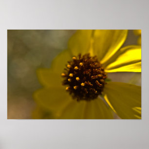 Desert Brittlebrush In Bloom Poster