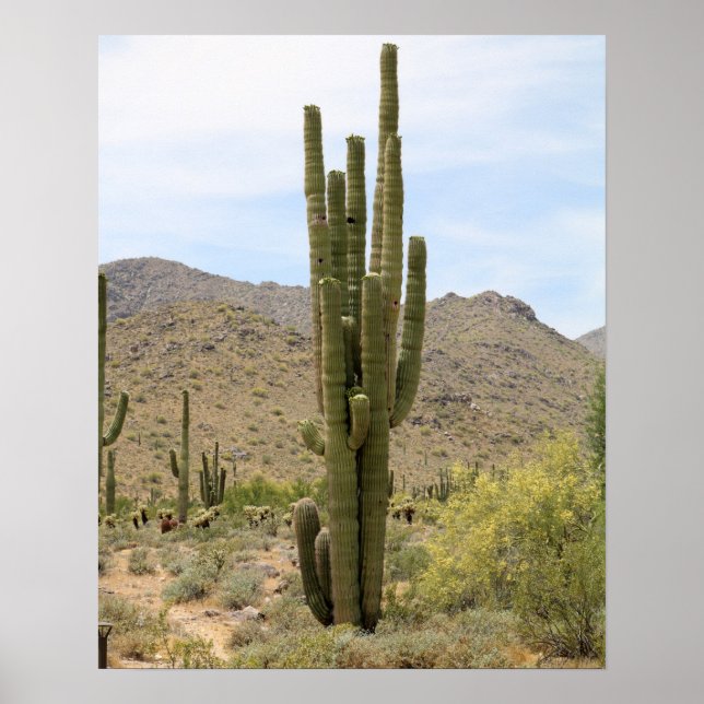 Desert Cactus 16x20 Poster Print Wall Art Decor (Front)