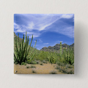 Desert cactus at Organ Pipe National Monument, 15 Cm Square Badge