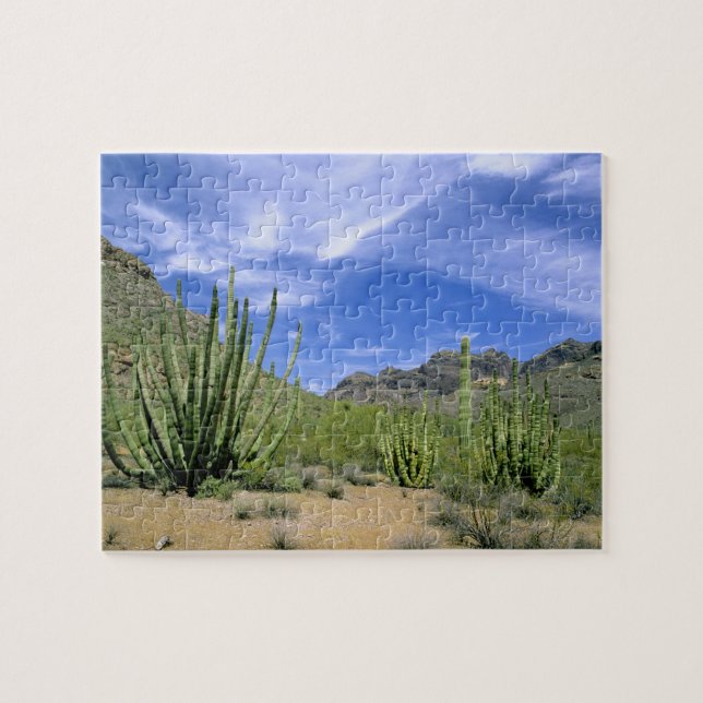 Desert cactus at Organ Pipe National Monument, Jigsaw Puzzle (Horizontal)
