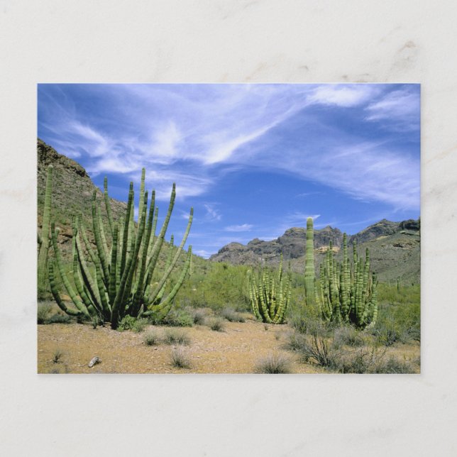 Desert cactus at Organ Pipe National Monument, Postcard (Front)