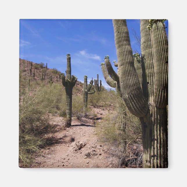 Desert Cactus in Arizona Magnet (Front)