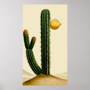 Desert Cactus In Flower Poster