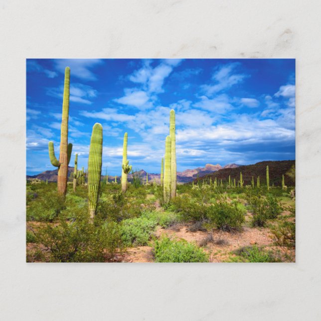 Desert cactus landscape, Arizona Postcard (Front)