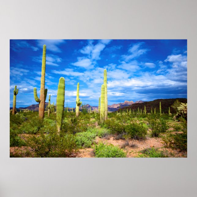 Desert cactus landscape, Arizona Poster (Front)
