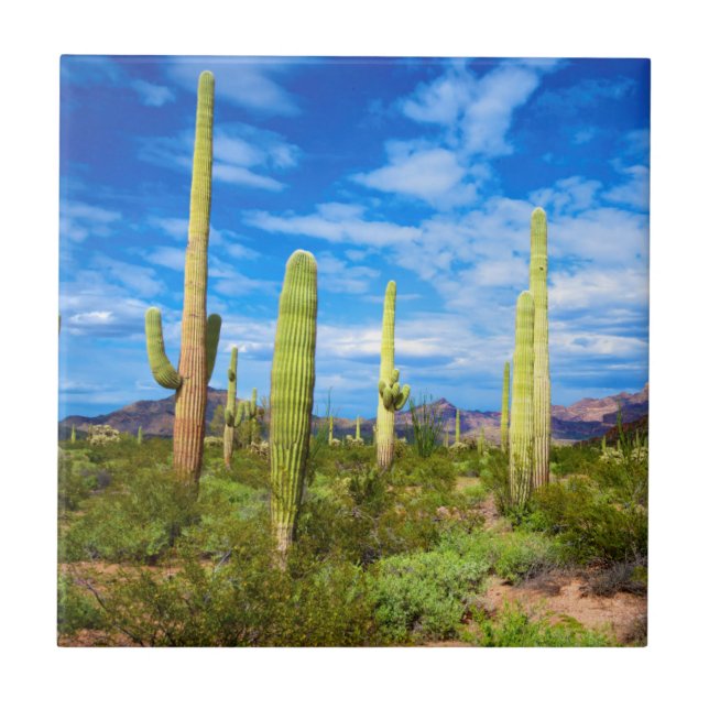 Desert cactus landscape, Arizona Tile (Front)