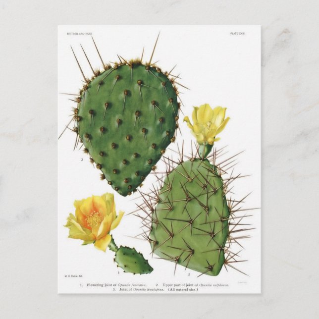 Desert Cactus Plant Pattern Vintage Postcard (Front)