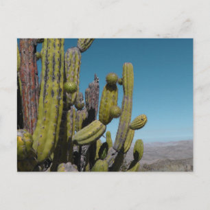Desert Cactus Postcard