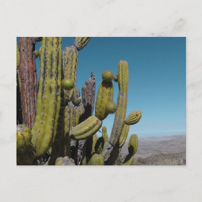Desert Cactus Postcard (Front)