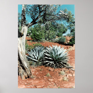 Desert Cactus Poster