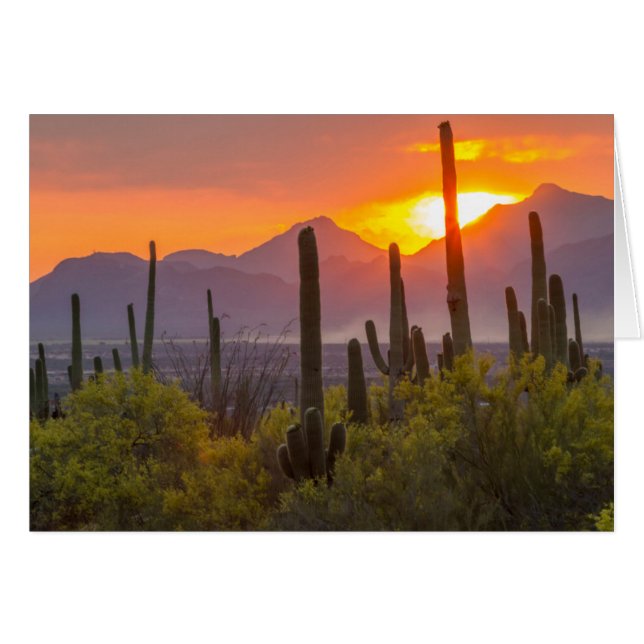 Desert cactus sunset, Arizona (Front Horizontal)