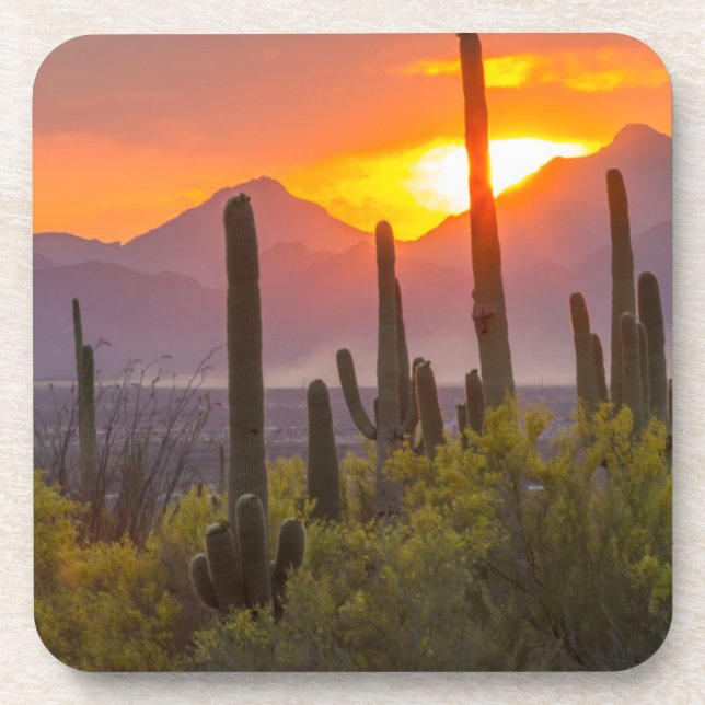 Desert cactus sunset, Arizona Coaster (Front)