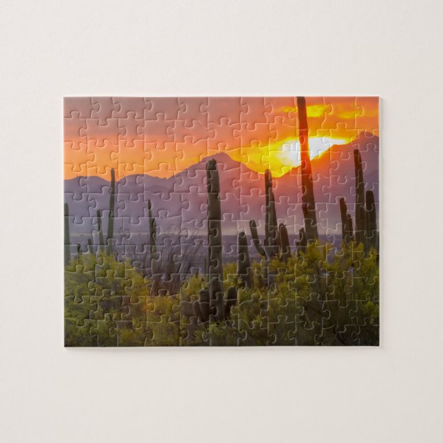 Desert cactus sunset, Arizona Jigsaw Puzzle (Horizontal)