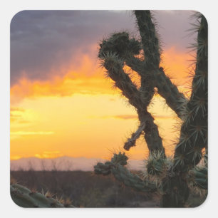 Desert Cactus Sunset Square Sticker