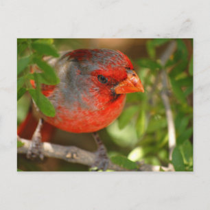 Desert Cardinal Postcard