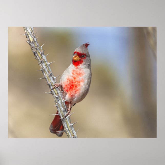 Desert Cardinal Poster (Front)