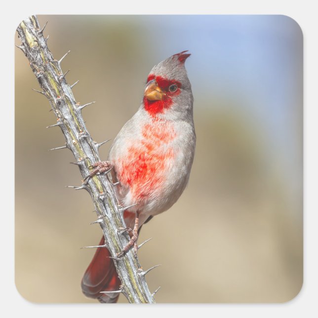 Desert Cardinal Square Sticker (Front)