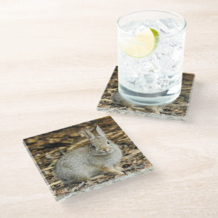 Desert Cottontail Glass Coaster