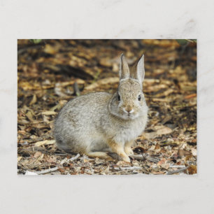 Desert Cottontail Postcard