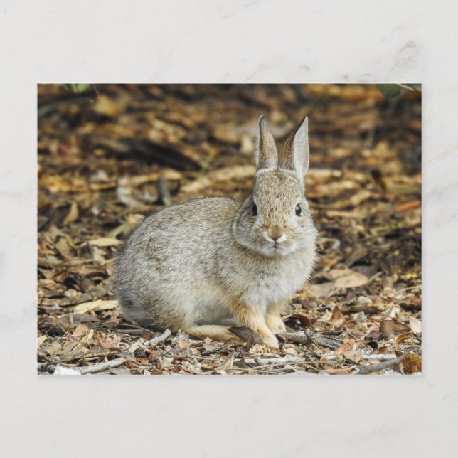Desert Cottontail Postcard (Front)