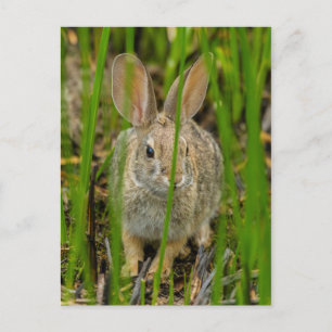 Desert Cottontail Rabbit Postcard