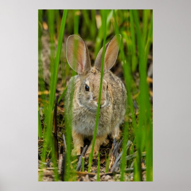 Desert Cottontail Rabbit Poster (Front)
