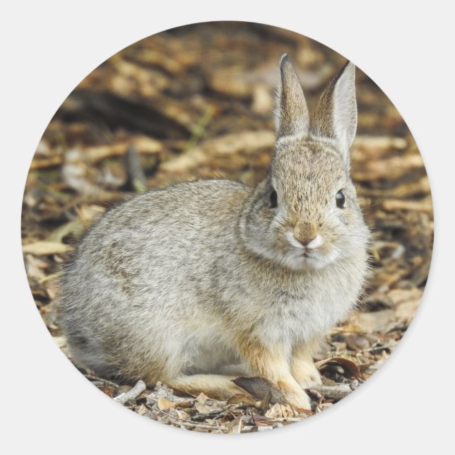 Desert Cottontail Sticker (Front)