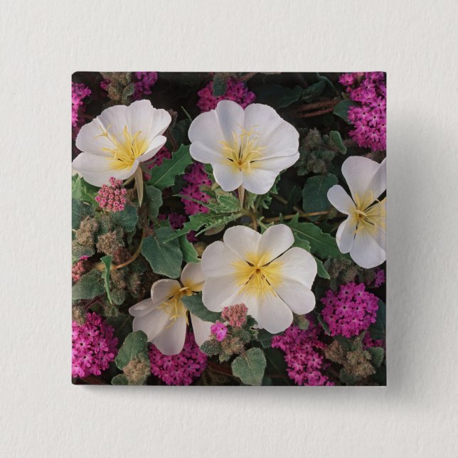 Desert Evening Primrose and Desert Sand Verbena, 15 Cm Square Badge (Front)