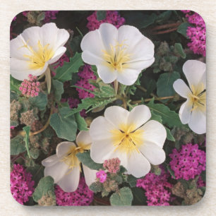 Desert Evening Primrose and Desert Sand Verbena, Coaster