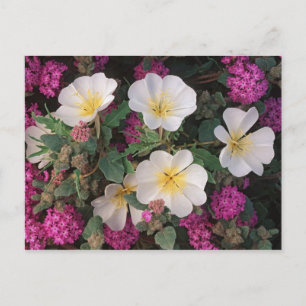 Desert Evening Primrose and Desert Sand Verbena, Postcard