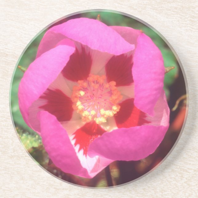 Desert Five Spot Wildflower Coaster (Front)