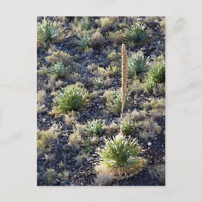 Desert Flora #2 Postcard (Front)