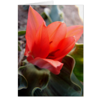 desert flower