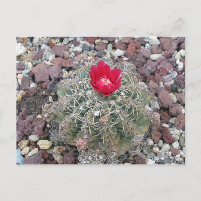 Desert Flower Postcard (Front)