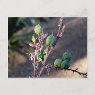 Desert flowers Postcard