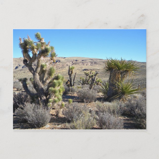 Desert Greenery Postcard (Front)