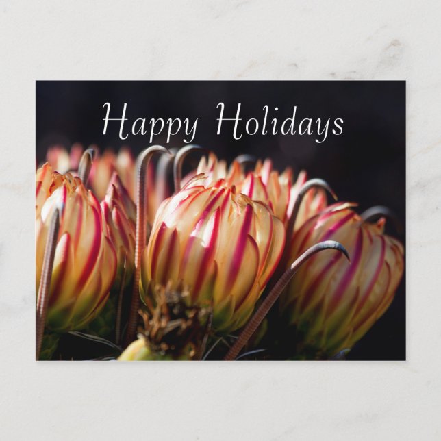 Desert Holiday in Bloom, Happy Holidays Postcard (Front)